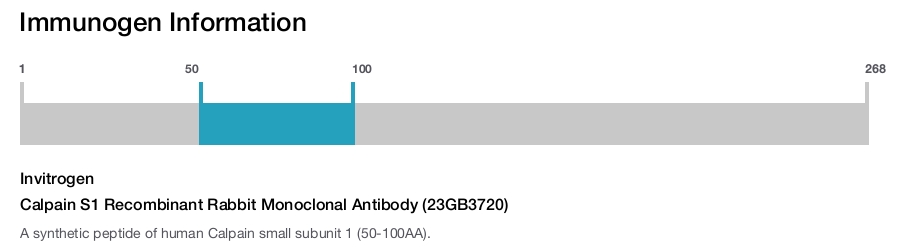 Calpain S1 Recombinant Rabbit Monoclonal Antibody (23GB3720)