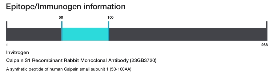 Calpain S1 Recombinant Rabbit Monoclonal Antibody (23GB3720)