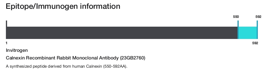 Calnexin Recombinant Rabbit Monoclonal Antibody (23GB2760)