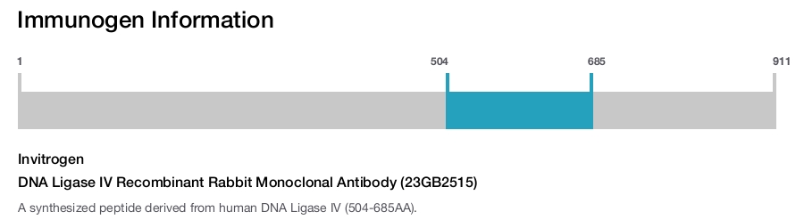 DNA Ligase IV Recombinant Rabbit Monoclonal Antibody (23GB2515)