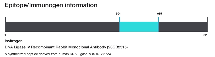 DNA Ligase IV Recombinant Rabbit Monoclonal Antibody (23GB2515)