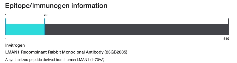 LMAN1 Recombinant Rabbit Monoclonal Antibody (23GB2835)