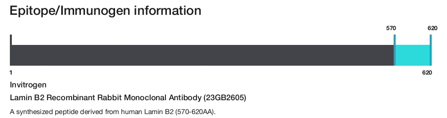 Lamin B2 Recombinant Rabbit Monoclonal Antibody (23GB2605)