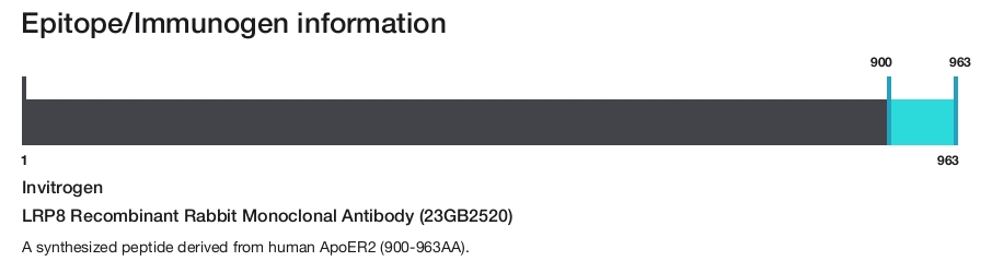 LRP8 Recombinant Rabbit Monoclonal Antibody (23GB2520)