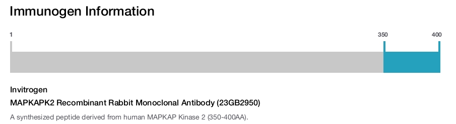 MAPKAPK2 Recombinant Rabbit Monoclonal Antibody (23GB2950)