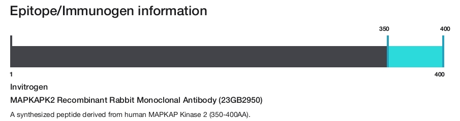 MAPKAPK2 Recombinant Rabbit Monoclonal Antibody (23GB2950)