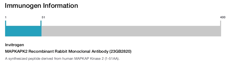 MAPKAPK2 Recombinant Rabbit Monoclonal Antibody (23GB2820)