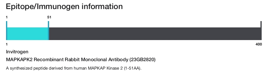 MAPKAPK2 Recombinant Rabbit Monoclonal Antibody (23GB2820)
