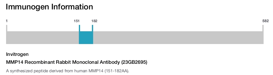 MMP14 Recombinant Rabbit Monoclonal Antibody (23GB2695)