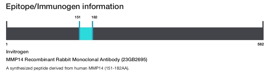 MMP14 Recombinant Rabbit Monoclonal Antibody (23GB2695)
