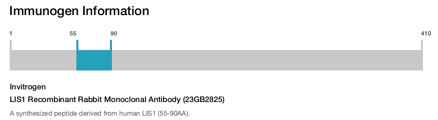 LIS1 Recombinant Rabbit Monoclonal Antibody (23GB2825)