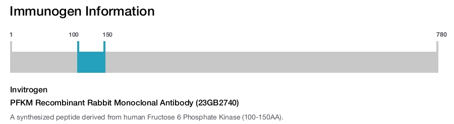 PFKM Recombinant Rabbit Monoclonal Antibody (23GB2740)