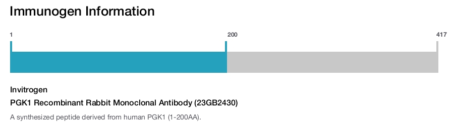 PGK1 Recombinant Rabbit Monoclonal Antibody (23GB2430)