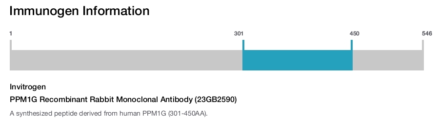 PPM1G Recombinant Rabbit Monoclonal Antibody (23GB2590)