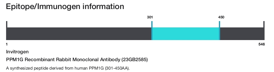 PPM1G Recombinant Rabbit Monoclonal Antibody (23GB2585)