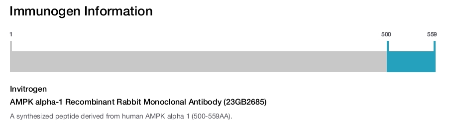 AMPK alpha-1 Recombinant Rabbit Monoclonal Antibody (23GB2685)