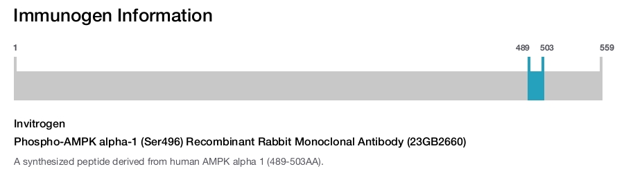 Phospho-AMPK alpha-1 (Ser496) Recombinant Rabbit Monoclonal Antibody (23GB2660)