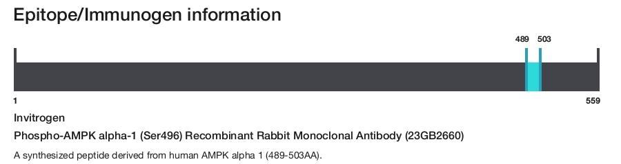 Phospho-AMPK alpha-1 (Ser496) Recombinant Rabbit Monoclonal Antibody (23GB2660)