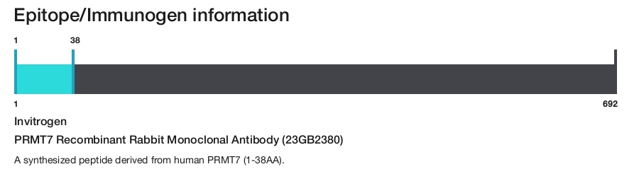 PRMT7 Recombinant Rabbit Monoclonal Antibody (23GB2380)