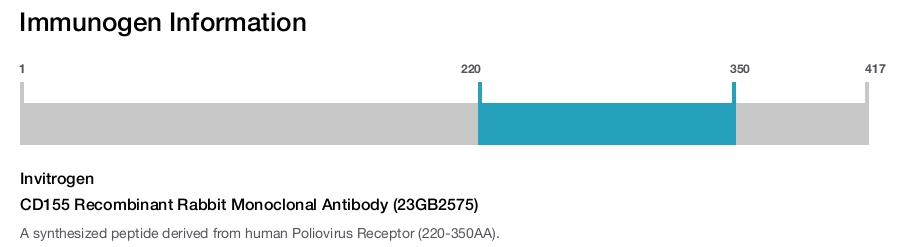 CD155 Recombinant Rabbit Monoclonal Antibody (23GB2575)