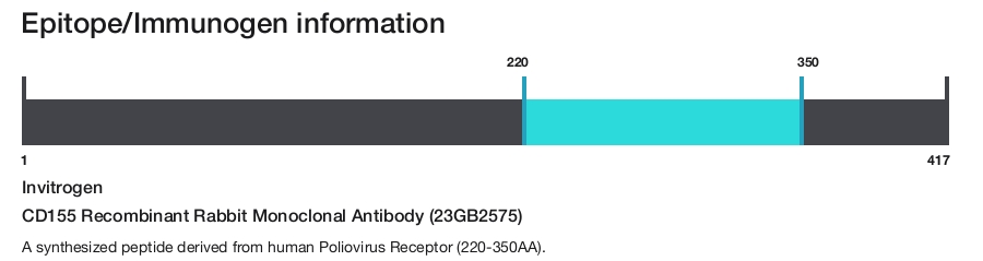 CD155 Recombinant Rabbit Monoclonal Antibody (23GB2575)
