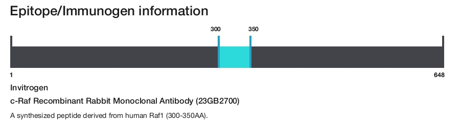c-Raf Recombinant Rabbit Monoclonal Antibody (23GB2700)