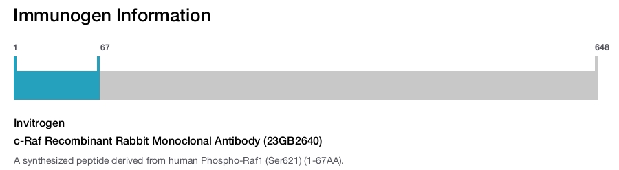 c-Raf Recombinant Rabbit Monoclonal Antibody (23GB2640)