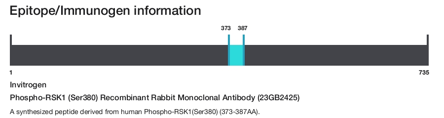 Phospho-RSK1 (Ser380) Recombinant Rabbit Monoclonal Antibody (23GB2425)