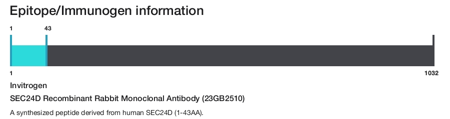 SEC24D Recombinant Rabbit Monoclonal Antibody (23GB2510)