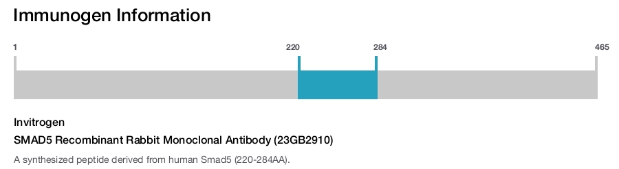 SMAD5 Recombinant Rabbit Monoclonal Antibody (23GB2910)