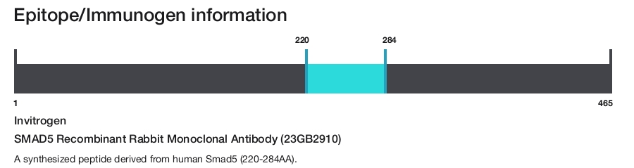 SMAD5 Recombinant Rabbit Monoclonal Antibody (23GB2910)