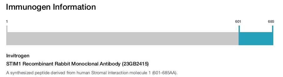 STIM1 Recombinant Rabbit Monoclonal Antibody (23GB2415)
