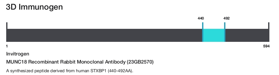MUNC18 Recombinant Rabbit Monoclonal Antibody (23GB2570)
