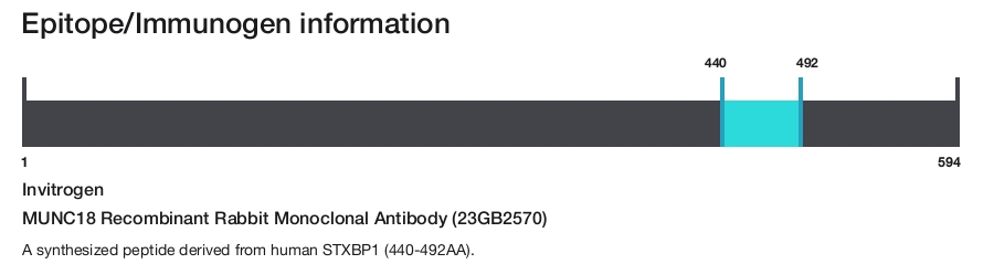 MUNC18 Recombinant Rabbit Monoclonal Antibody (23GB2570)