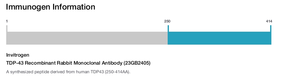TDP-43 Recombinant Rabbit Monoclonal Antibody (23GB2405)