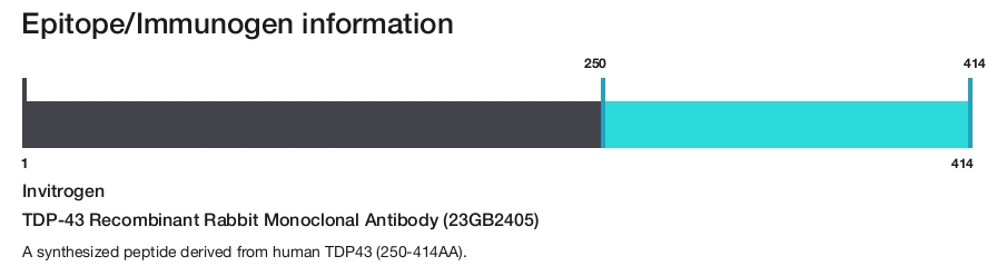 TDP-43 Recombinant Rabbit Monoclonal Antibody (23GB2405)