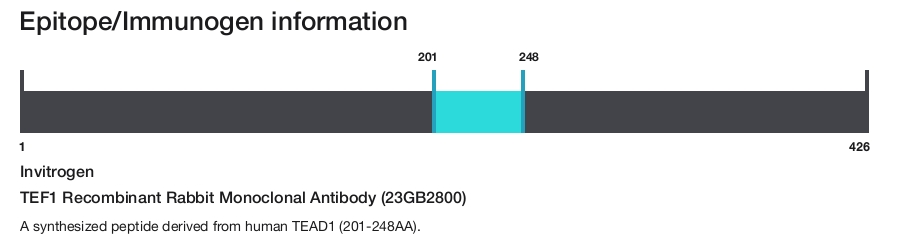 TEF1 Recombinant Rabbit Monoclonal Antibody (23GB2800)