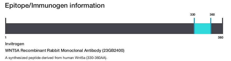 WNT5A Recombinant Rabbit Monoclonal Antibody (23GB2400)
