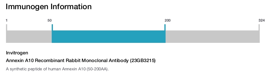 Annexin A10 Recombinant Rabbit Monoclonal Antibody (23GB3215)