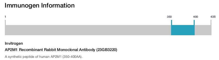 AP2M1 Recombinant Rabbit Monoclonal Antibody (23GB3220)