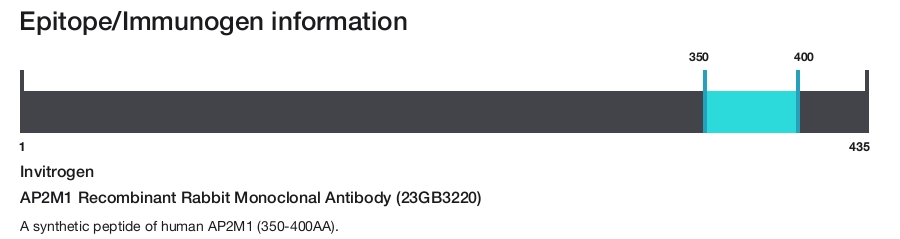 AP2M1 Recombinant Rabbit Monoclonal Antibody (23GB3220)