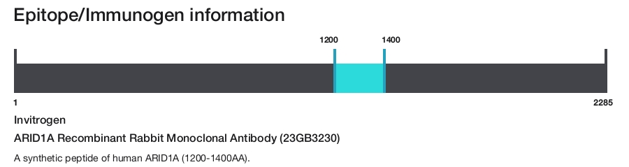 ARID1A Recombinant Rabbit Monoclonal Antibody (23GB3230)