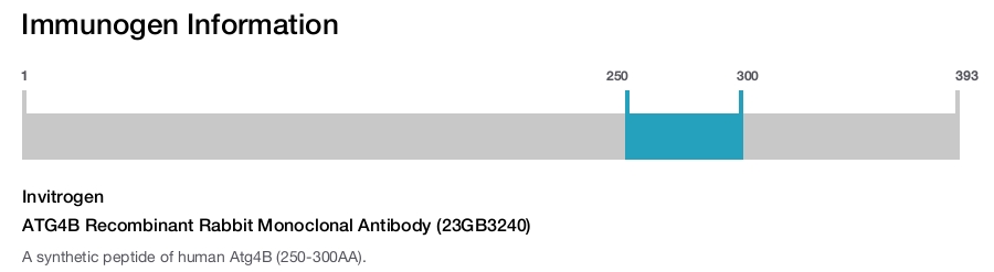 ATG4B Recombinant Rabbit Monoclonal Antibody (23GB3240)