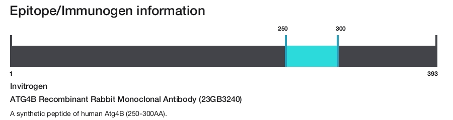 ATG4B Recombinant Rabbit Monoclonal Antibody (23GB3240)