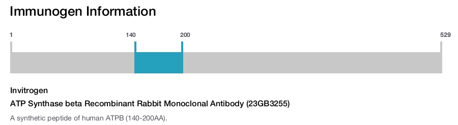 ATP Synthase beta Recombinant Rabbit Monoclonal Antibody (23GB3255)