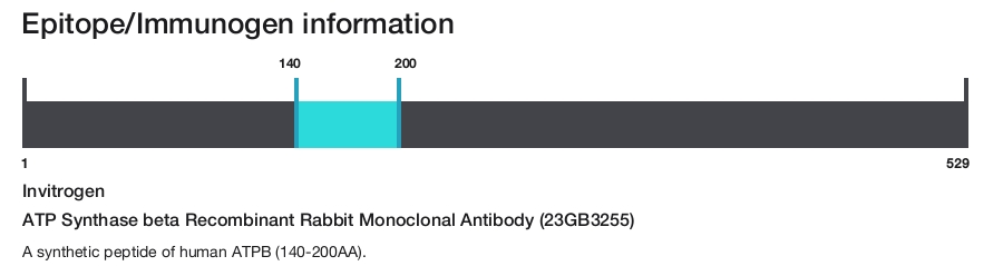 ATP Synthase beta Recombinant Rabbit Monoclonal Antibody (23GB3255)
