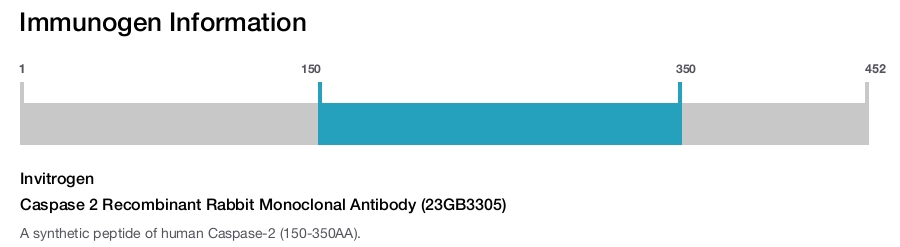 Caspase 2 Recombinant Rabbit Monoclonal Antibody (23GB3305)