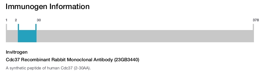 Cdc37 Recombinant Rabbit Monoclonal Antibody (23GB3440)