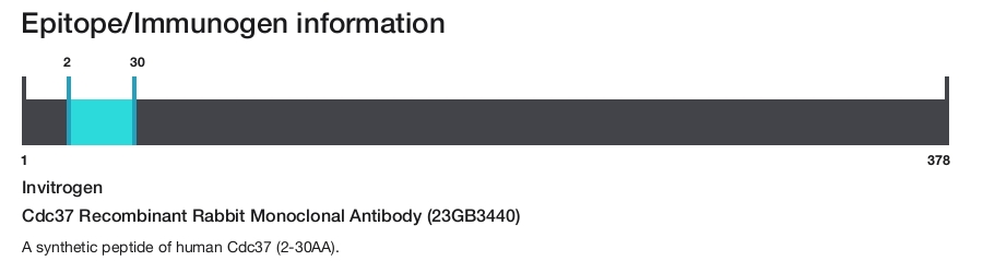 Cdc37 Recombinant Rabbit Monoclonal Antibody (23GB3440)