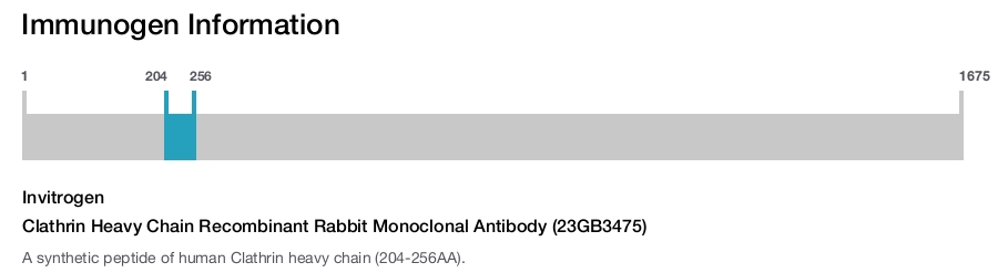 Clathrin Heavy Chain Recombinant Rabbit Monoclonal Antibody (23GB3475)